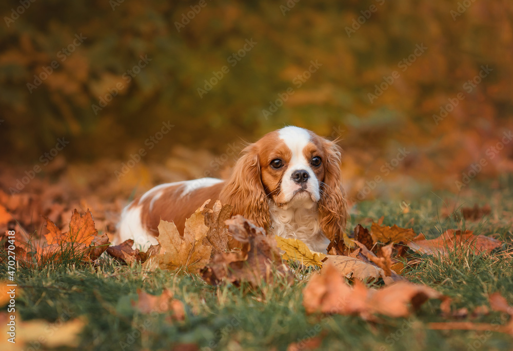cavalier king charles spaniel blenheim in the park in autumn on the grass among red leaves cavalier king charles spaniel blenheim in the park in autumn on the grass among red leaves