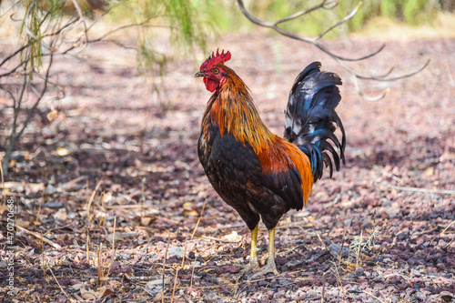 Gallo photo