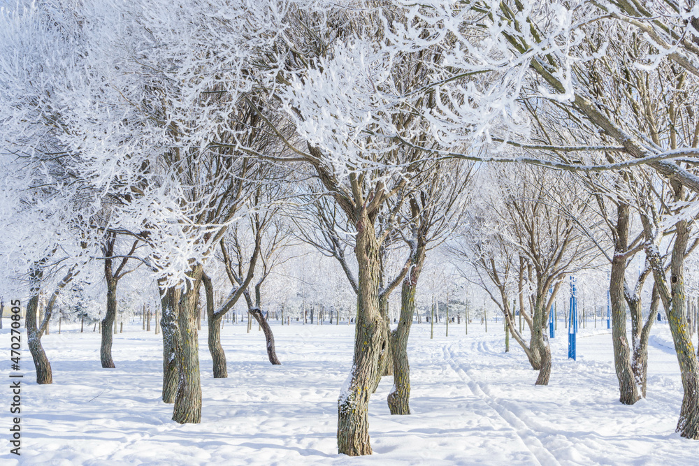 Fototapeta premium Winter landscape in the Park