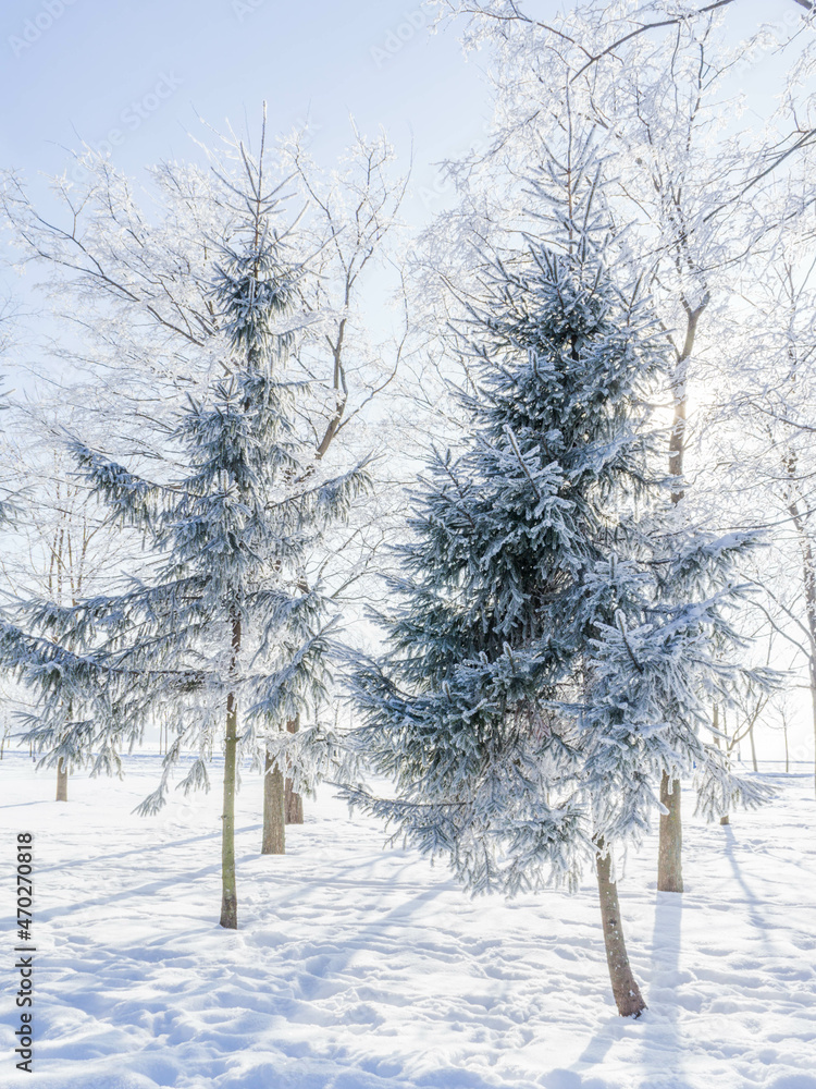 Fototapeta premium Winter landscape in the Park