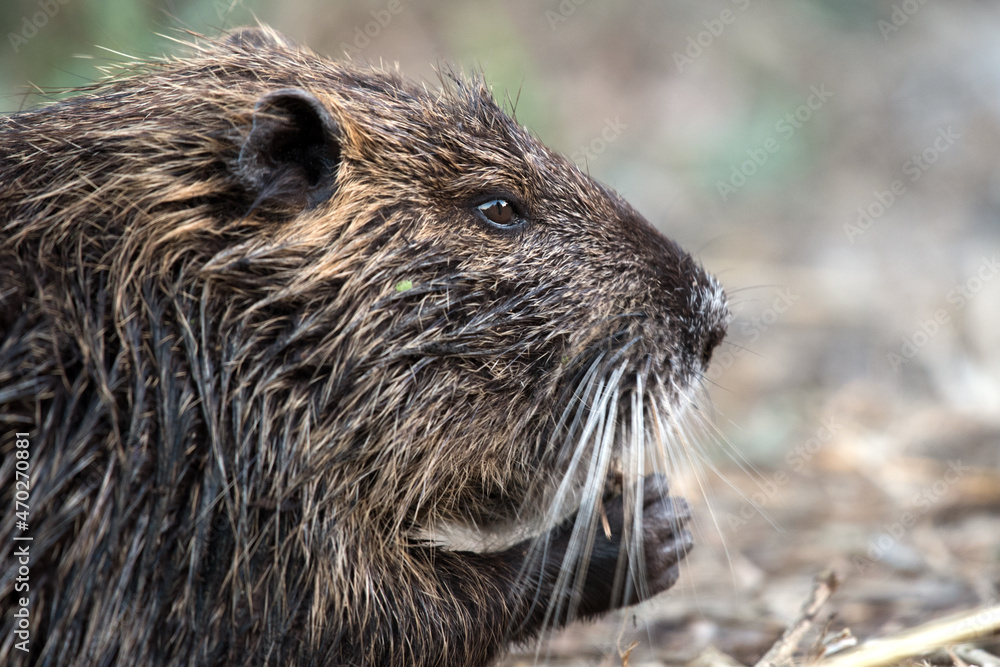 Portrait of coypu, also known as the nutria, Agamon Hula, Israel Portrait of coypu, also known as the nutria, Agamon Hula, Israel