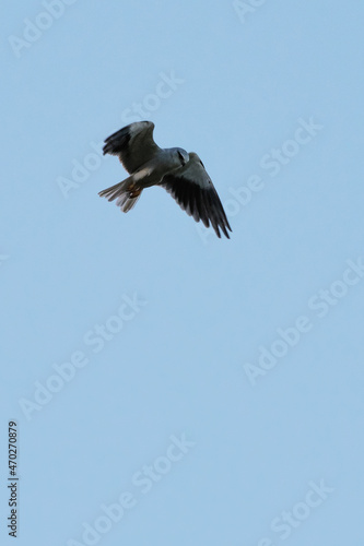 Black winged Kite hunting   Agamon Hula  Israel