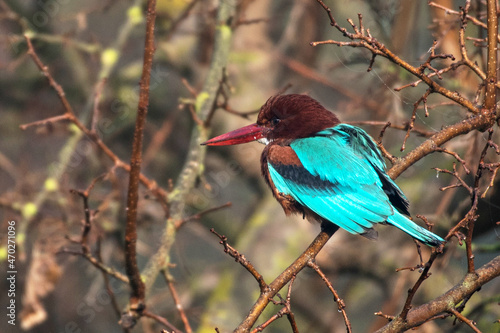 White throated Kingfisher,  Agamon Hula, Israel photo