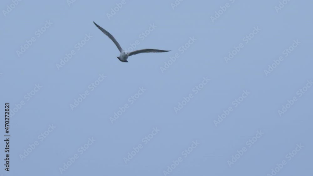 Flying seagull on clear blue sky background. Big white bird in twilight. Flying seagull on clear blue sky background. Big white bird in twilight.