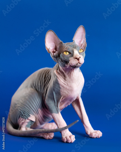 Sphynx Hairless cat of color blue and white looking up curiosity, sitting on blue background in tense pose. Age of beautiful male kitten is four months. Side view, full length. Studio shot. © Alexander Piragis