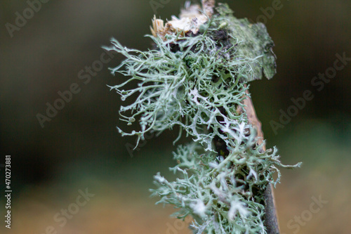 Letharia vulpina grow up on branches of a tree, commonly known as the wolf lichen, Fruticose lichen.Is a lichenized species of fungus in the family Parmeliaceae.Barbarano Romano,Italy. photo