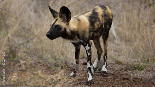 a young African wild dog pup