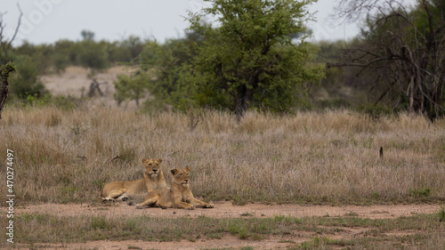 African lions in the wild