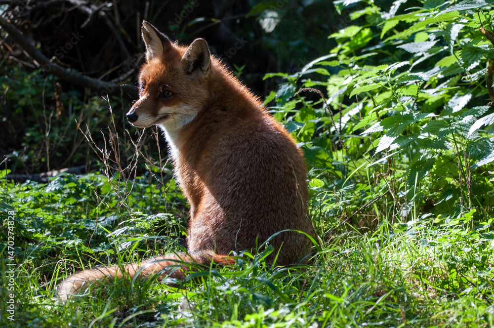 Obraz premium Fuchs im Wald