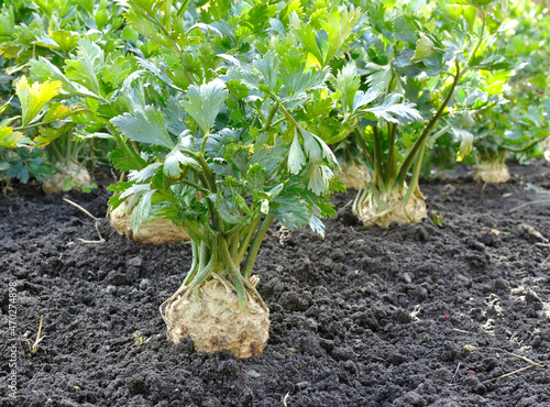 close-up of celery plantation (root vegetables)  in the vegetable garden