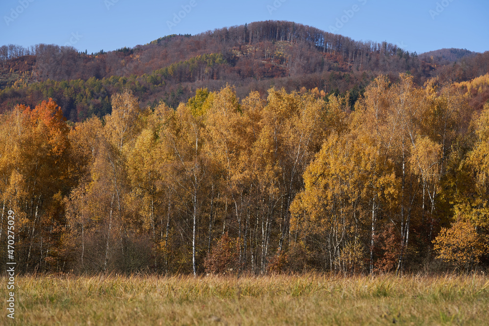 Scenic view of the deciduous forest in autumn. Birch and aspen trees with yellow leaves, mountain and blue sky on the background.