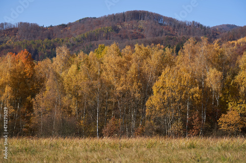 Scenic view of the deciduous forest in autumn. Birch and aspen trees with yellow leaves  mountain and blue sky on the background.