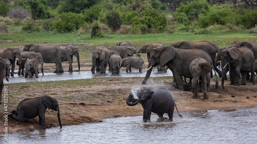 Canvas Print A large breeding herd of african elephants at a waterhole