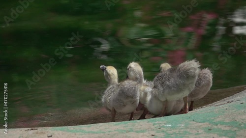 group of baby small ducks in team ducks drinking water