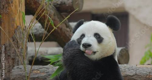 Giant panda (Ailuropoda melanoleuca) also known as the panda bear or simply the panda, is a bear native to south central China. photo
