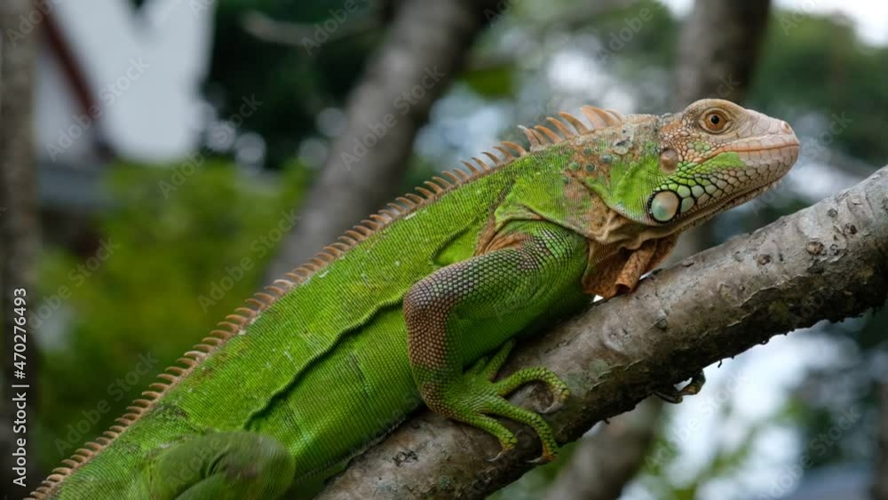 lizard, animal, green lizard with blur background

