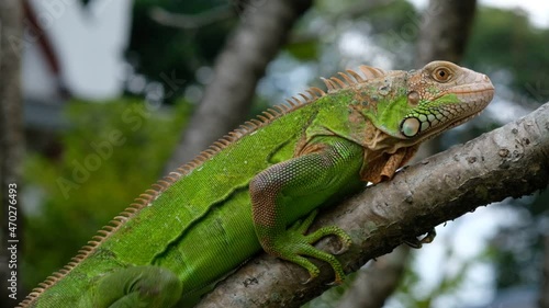 Wallpaper Mural lizard, animal, green lizard with blur background
 Torontodigital.ca