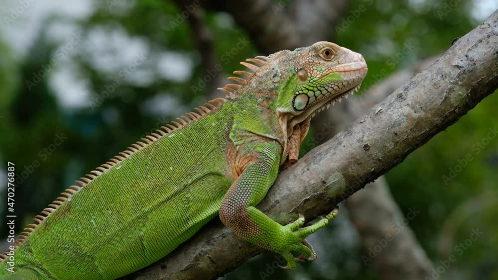lizard, animal, green lizard with blur background
lizard, animal, green lizard with blur background