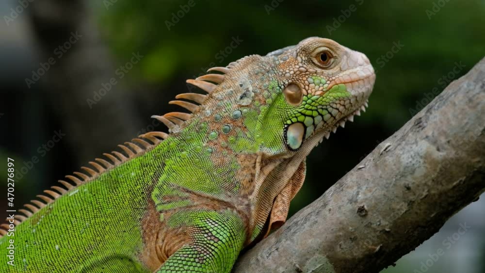 lizard, animal, green lizard with blur background
lizard, animal, green lizard with blur background