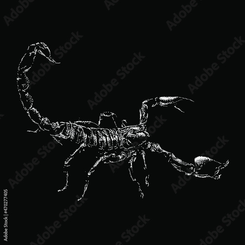 Scorpion vector hand drawing illustration in scratch style. vector isolated element on the white background