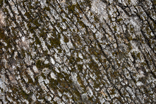Corteza de olivo antiguo con musgo y textura photo