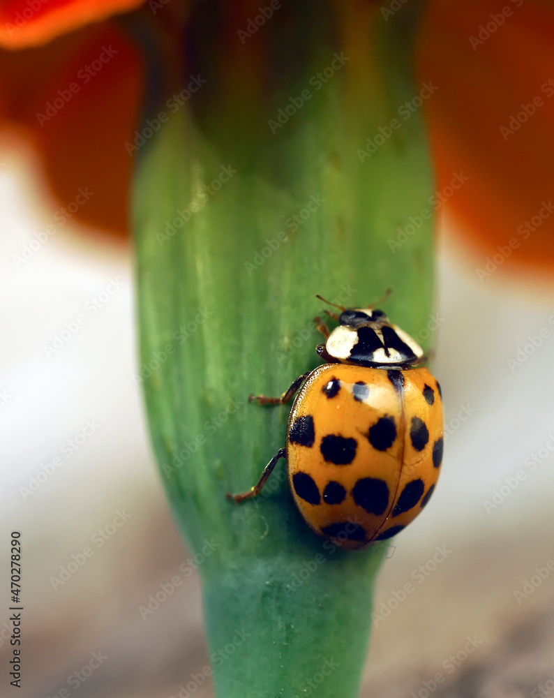 Fototapeta premium Ladybug sits on beautiful flowers
