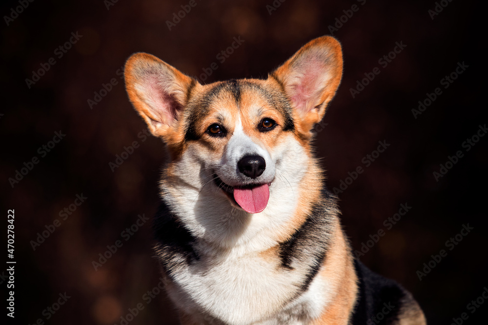 dog welsh corgi pembroke smiling in autumn outdoors