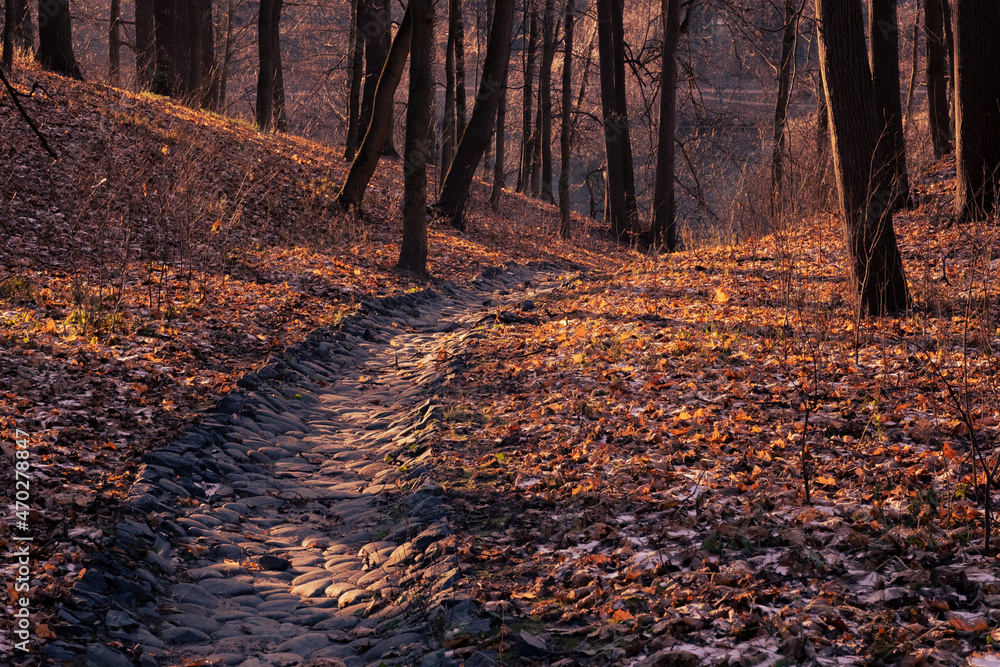 Fantasy autumn in the forest Fantasy autumn in the forest