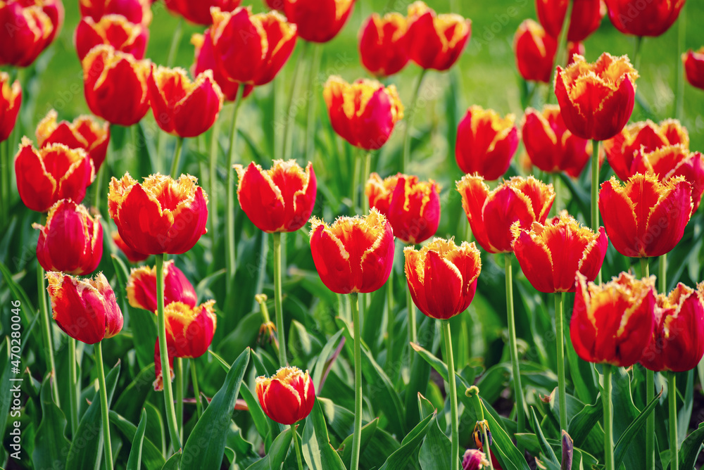 Orange tulip flowers Orange tulip flowers