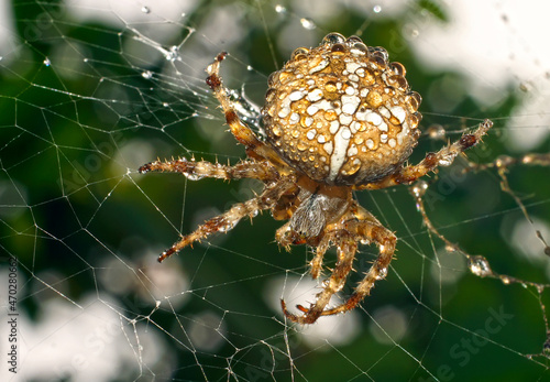 animal body part, animal markings, arachnid, autumn, background, backgrounds, closeup, defocused, fear, garden, green, halloween, insect, large, macro,, nature, no people, orb weaver s photo