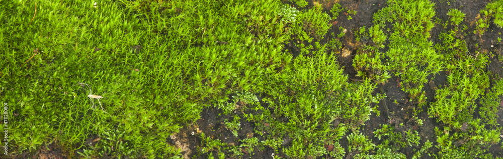 Green moss grass as a background. Green moss grass as a background.