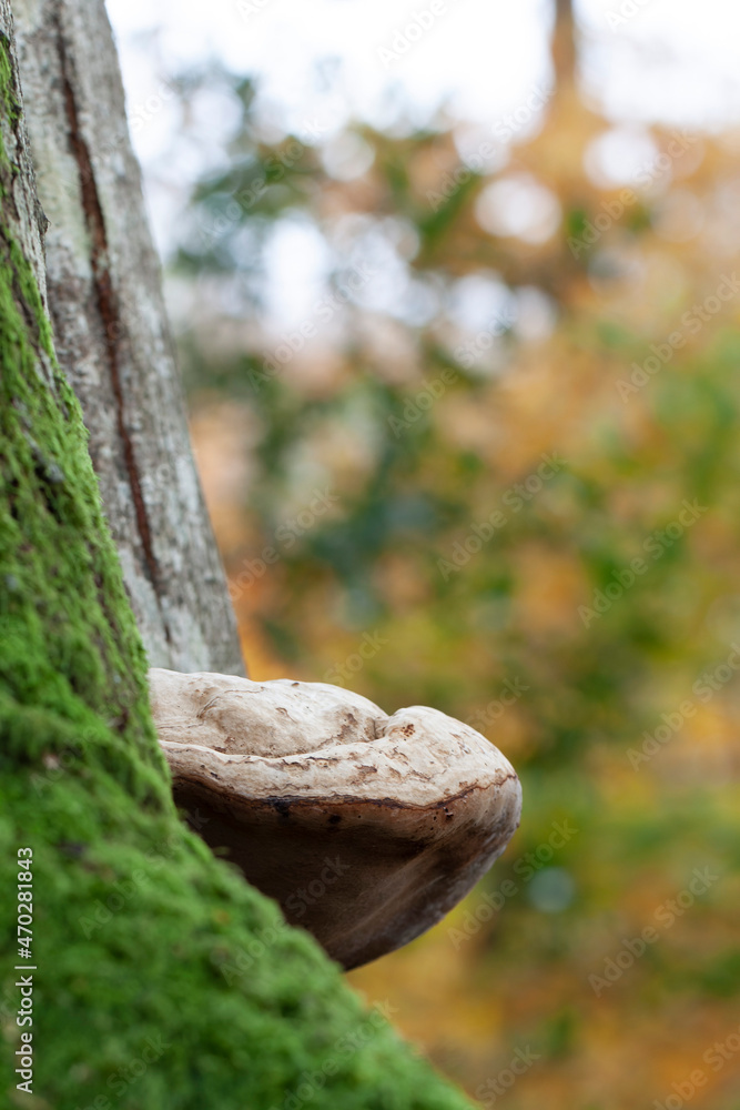 Tinder fungus Fomes fomentarius on a trunk in woodland Tinder fungus Fomes fomentarius on a trunk in woodland