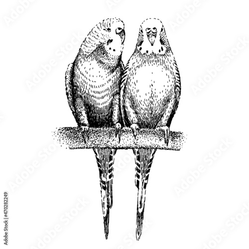 Budgerigars sketch. Two common, shell parakeets. Hand-drawn budgies on engraving style. Wavy parrots in love. Couple of tropical birds on branch.