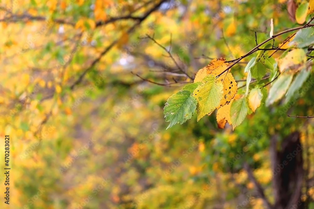 Colorful autumn leaves on a tree. Selective focus. Colorful autumn leaves on a tree. Selective focus.