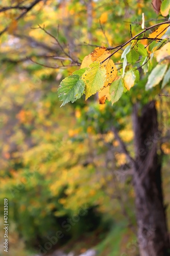 Colorful autumn leaves on a tree. Selective focus.