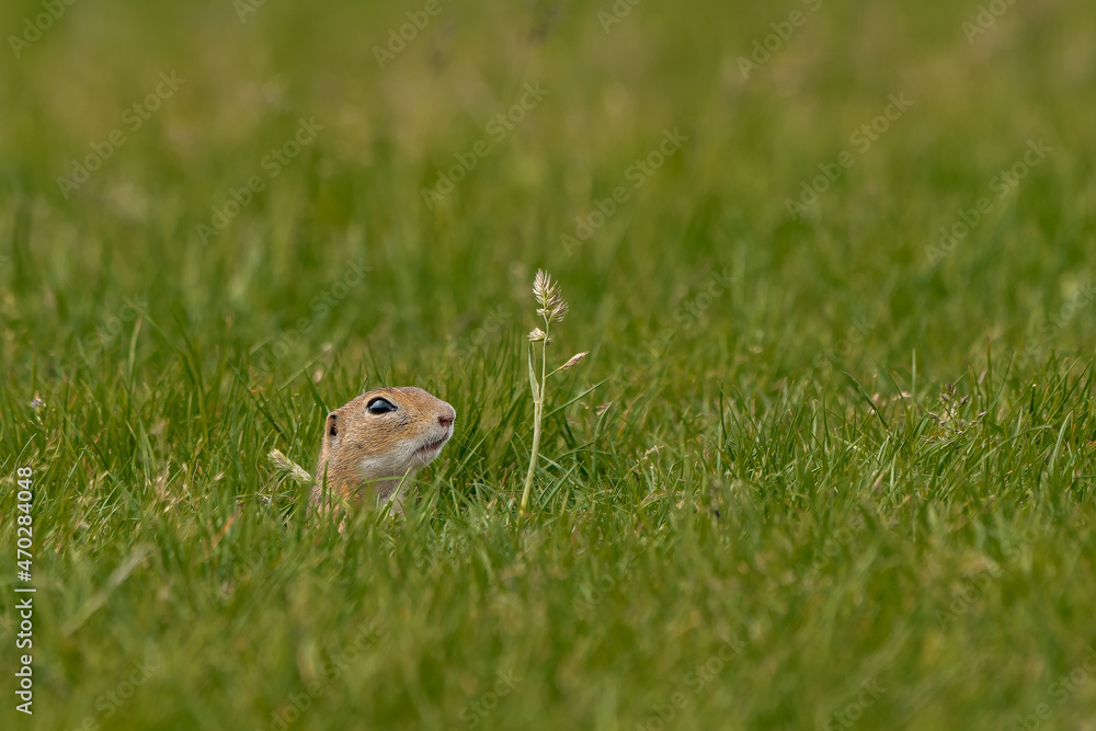 European ground squirrel in the hole on the spring green meadow European ground squirrel in the hole on the spring green meadow