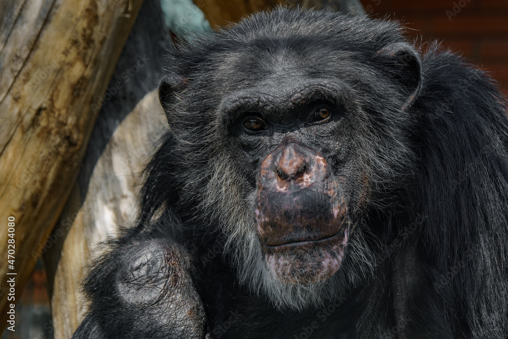 Chimpanzee close up portrait at ZOO