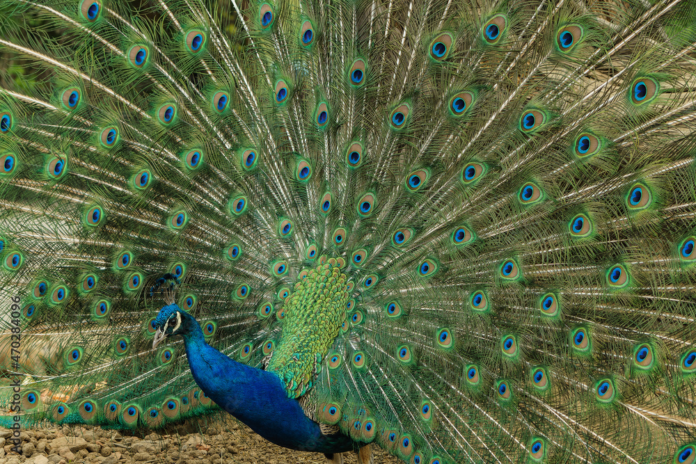 Obraz premium Indian peafowl with colorful tail in full display