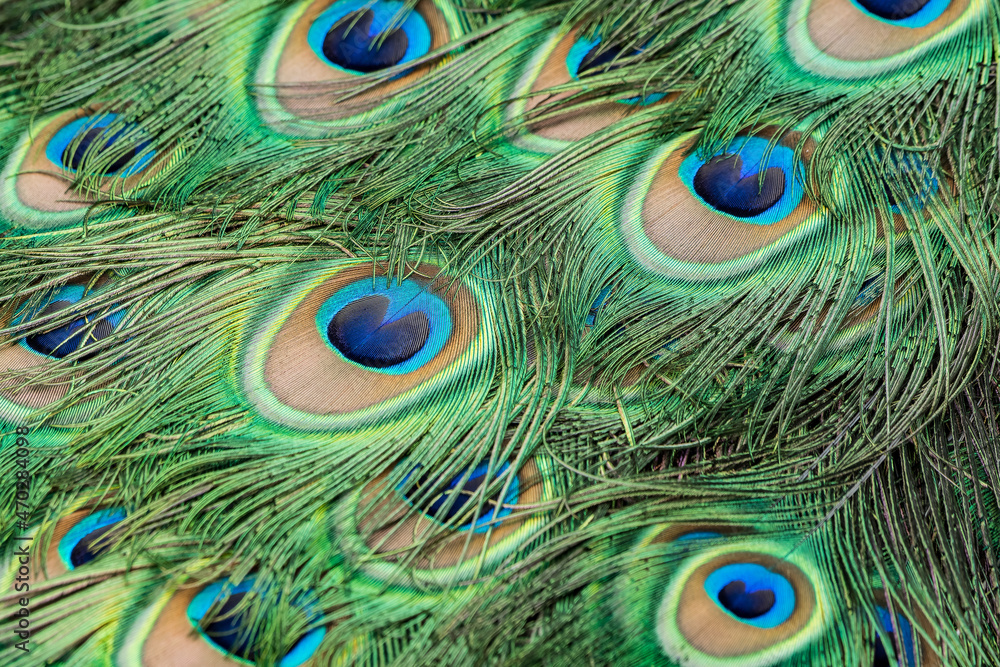 Obraz premium Indian peafowl - pattern of clorful tail