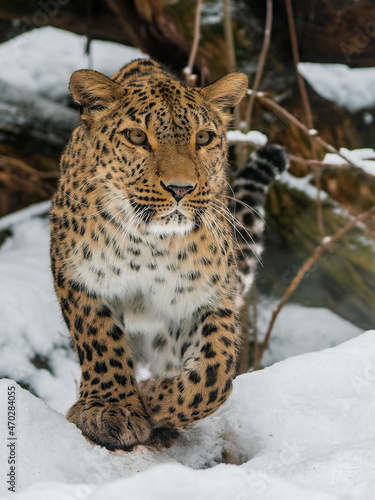 Walking persian leopard at winter in snowy forest close up