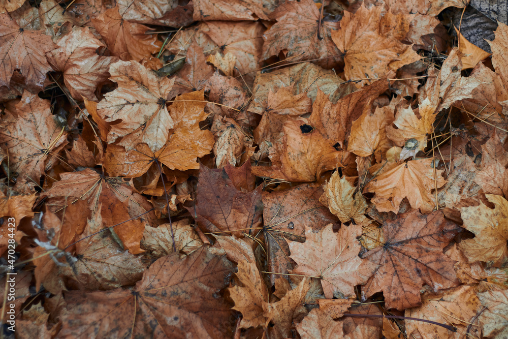 Red brown and orange autumn fallen leaves background Outdoor Colorful perfect for seasonal use