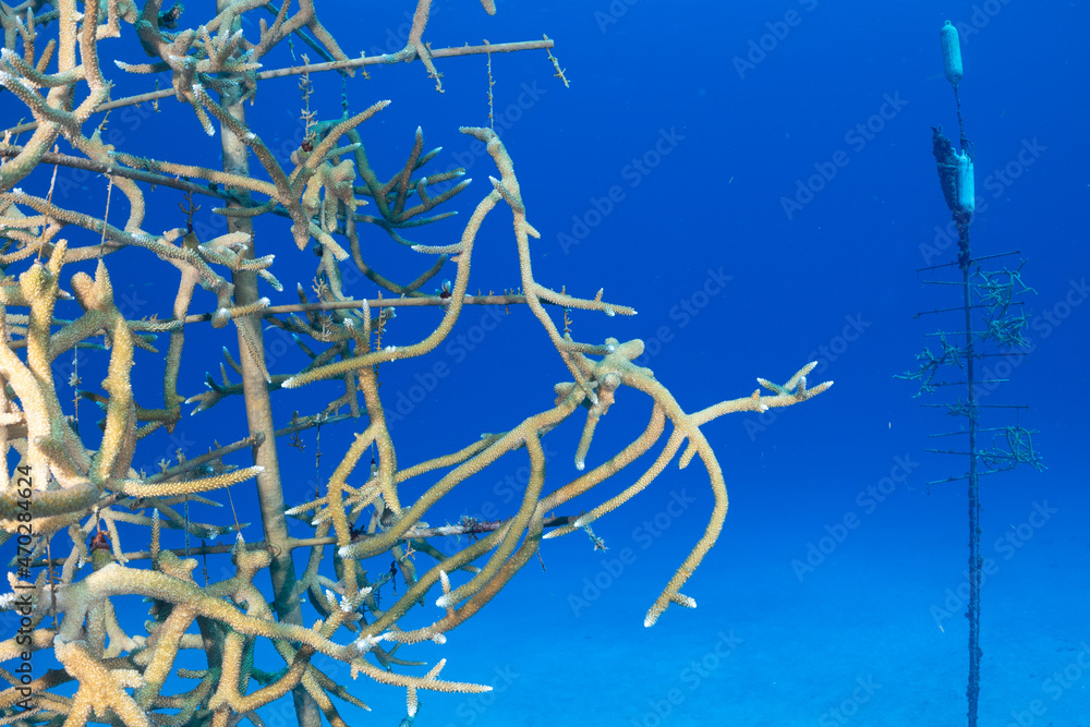 Obraz premium Structures referred to as coral trees are suspended from the sandy floor in order to grow coral from them. The intention is to then outplant the coral onto the reef in order to revive the reef