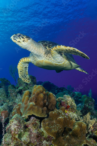 A portrait shot of a hawksbill turtle above some healthy coral on the tropical reef in Grand Cayman