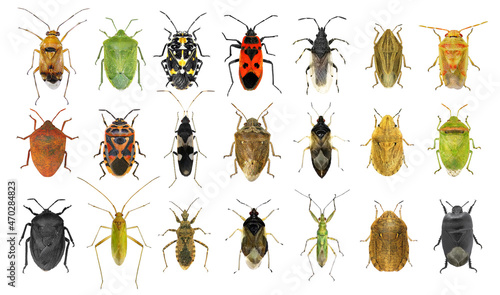 Bug species of Mediterranean Region (Insects of the order Hemiptera) isolated on a white background photo