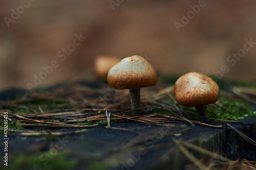 Three beautiful little edible mushrooms grow in the autumn forest on an old dry tree stump