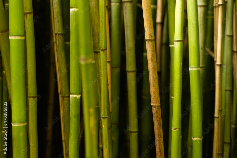Green bamboo trunks on black background Green bamboo trunks on black background