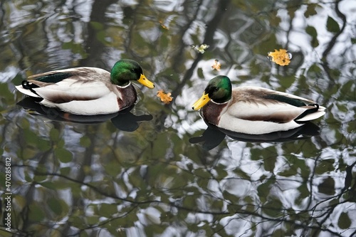 zwei männliche Enten in einem Teich, enten mit grünem Hals
