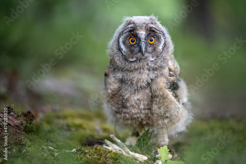 The eared owl cub flies in the forest.