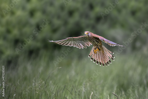 The kestrel flies over the meadow and hunts.