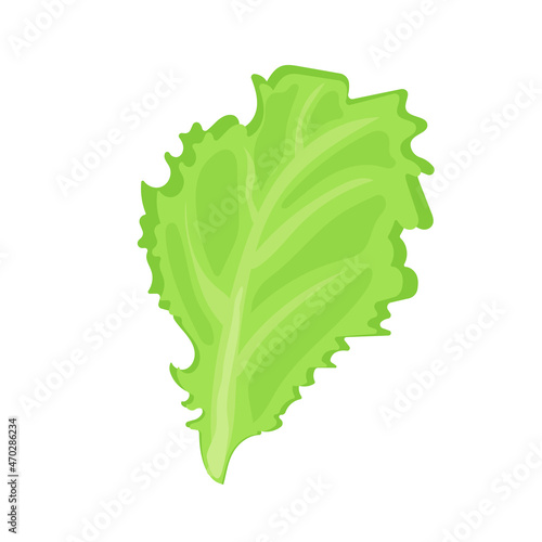 vegetable salad lettuce leaf